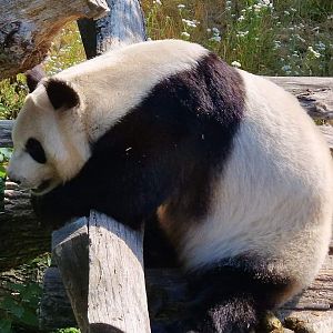 Giant Panda