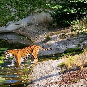 Siberian Tiger