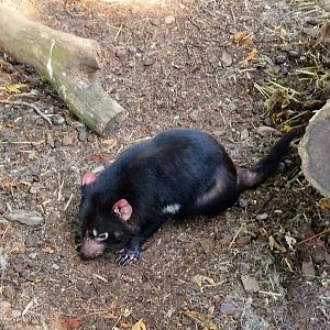 Tasmanian Devil