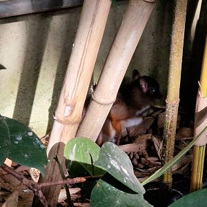 Baby Javan Chevrotain