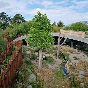 Giant Panda second exhibit