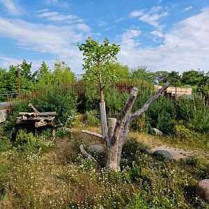 Giant Panda first exhibit