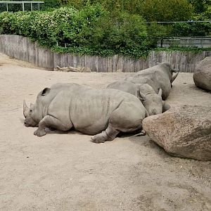 White Rhinos