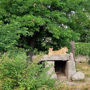 Lion exhibit