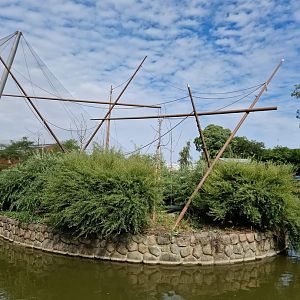 Bolivian Squirrel monkey Island