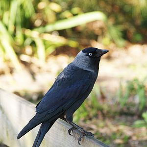Wild Eurasian jackdaw (Coloeus monedula), 2009-04-19