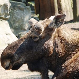 American moose (Alces alces americanus), 2009-04-19