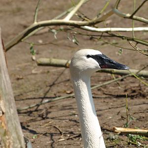 Trumpeter swan (Cygnus buccinator), 2009-04-19