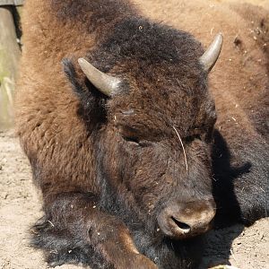 American wood bison (Bison bison athabascae), 2009-04-19