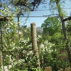 Wild West exhibit - Eurasian great grey owl aviary, 2009-04-19