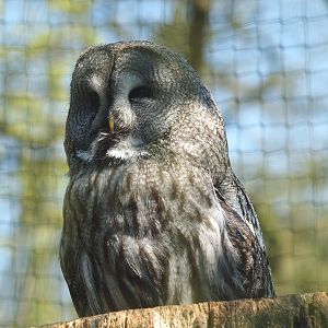 Eurasian Great Grey Owl (Strix nebulosa lapponica), 2009-04-19