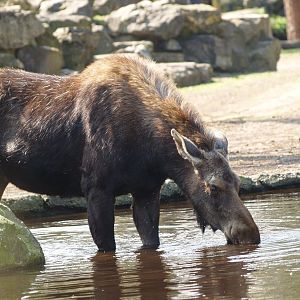 American moose (Alces alces americanus), 2009-04-19