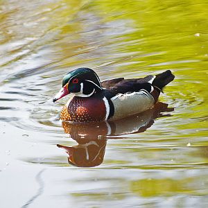 North American wood duck drake (Aix sponsa), 2009-04-19
