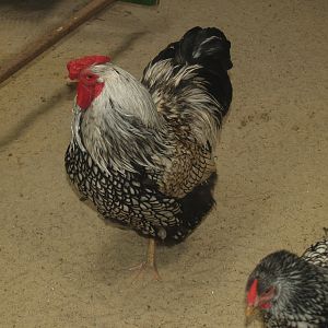 Wyandotte rooster (Gallus domesticus), 2009-04-19