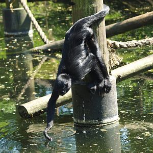 Drinking Colombian black spider monkey (Ateles fusciceps rufiventris), 2009-04-19
