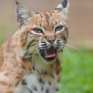 Dongguan Xiangshi Zoo - Bobcat