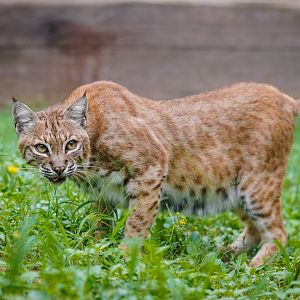 Dongguan Xiangshi Zoo - Bobcat