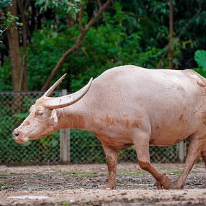 Dongguan Xiangshi Zoo -  Albino buffalo