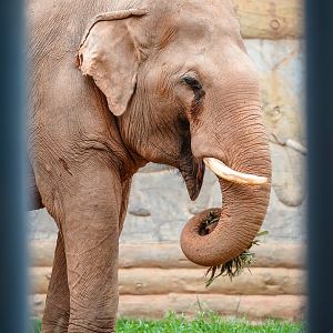 Dongguan Xiangshi Zoo - Asian elephant