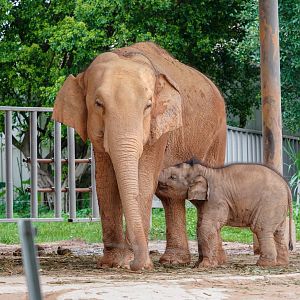 Dongguan Xiangshi Zoo - Mother and baby