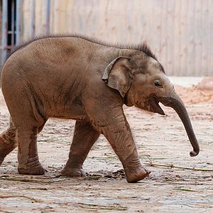 Dongguan Xiangshi Zoo - Asian elephant cubs