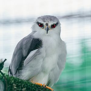 Dongguan Xiangshi Zoo - Black-winged kite