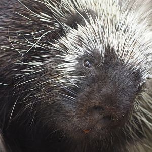 North American porcupine