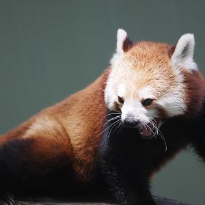Western red panda