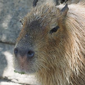 Capybara