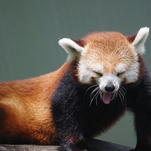 Western red panda