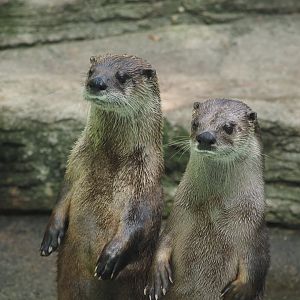 North American river otters