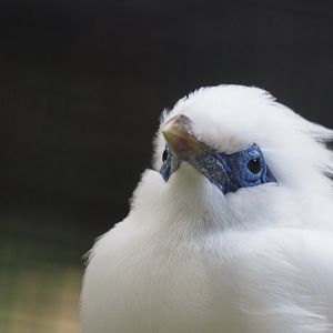 Bali mynah