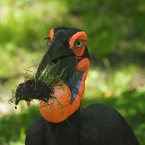 Southern ground hornbill