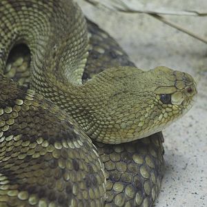 Mexican West Coast rattlesnake