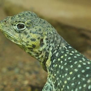 Collared lizard