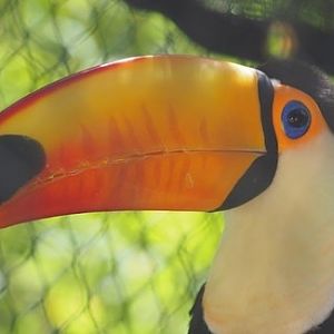 Toco toucan