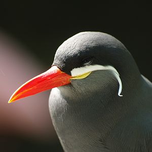 Inca tern (Larosterna inca), 2009-04-19