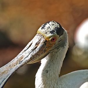 Roseate spoonbill (Platalea ajaja), 2009-04-19