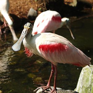 Roseate spoonbill (Platalea ajaja), 2009-04-19