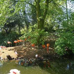 American bird garden, 2009-04-19