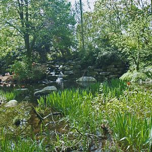 American bird garden, 2009-04-19