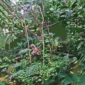 View in the Americasa - Callitrichid island, 2009-04-19