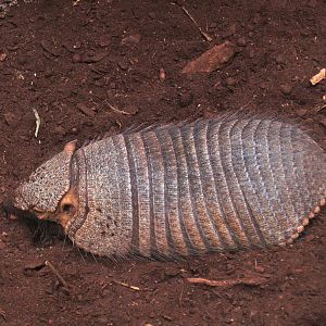 Large hairy armadillo (Chaetophractus villosus), 2009-04-19
