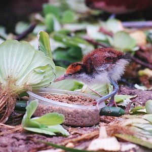Wattled jacana chick (Jacana jacana), 2009-04-19