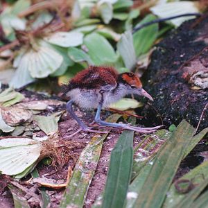 Wattled jacana chick (Jacana jacana), 2009-04-19