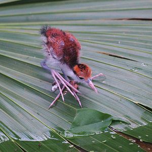 Wattled jacana chick (Jacana jacana), 2009-04-19