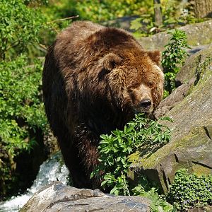 Kodiak bear (Ursus arctos middendorffi), 2009-04-19