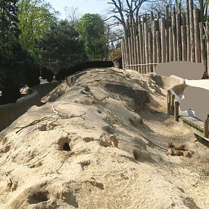 Black-tailed prairie dog exhibit, 2009-04-19