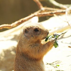 Black-tailed prairie dog (Cynomys ludovicianus), 2009-04-19