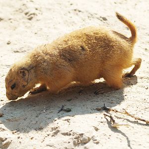 Black-tailed prairie dog (Cynomys ludovicianus), 2009-04-19